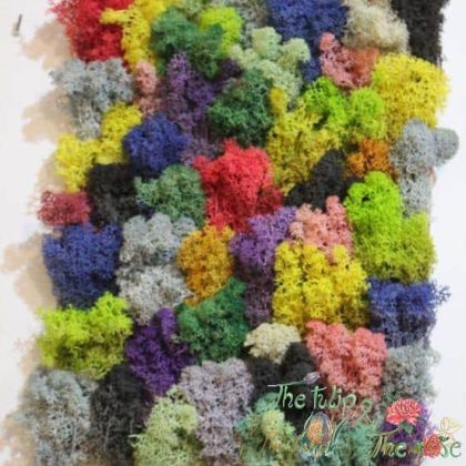 Tablou Licheni multicolori 1